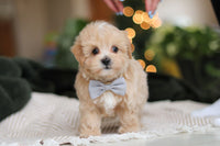 Maltipoo