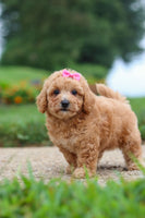 Maltipoo
