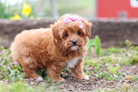 Maltipoo