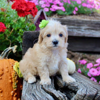 Maltipoo