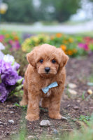 Maltipoo