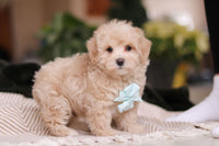Maltipoo