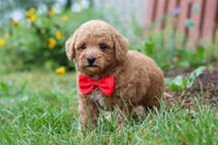 Maltipoo