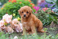 Maltipoo