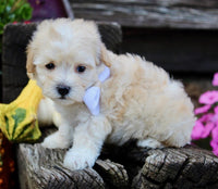 Maltipoo