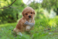 Maltipoo