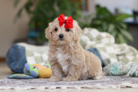 Maltipoo