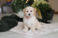 Maltipoo