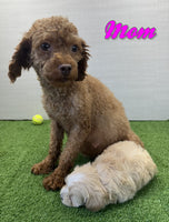 Tommy Male Maltipoo $1150