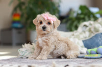 Maltipoo 