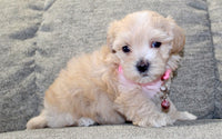 Maltipoo
