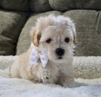 Maltipoo