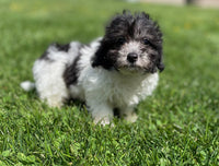 Maltipoo