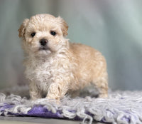 Maltipoo