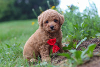 Maltipoo