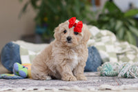 Maltipoo