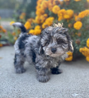 Maltipoo