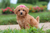 Maltipoo