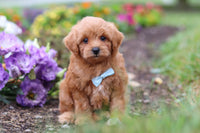 Maltipoo