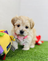 Maltipoo