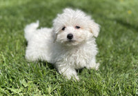 Maltipoo