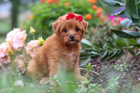 Maltipoo