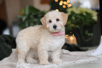 Maltipoo