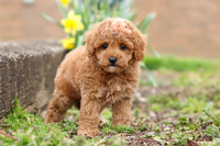 Maltipoo