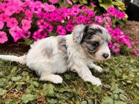 Maltipoo