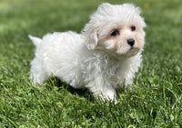 Maltipoo
