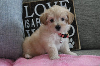  Maltipoo