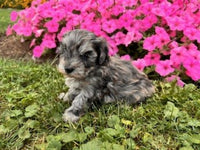 Maltipoo