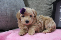 Maltipoo