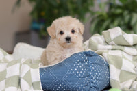Maltipoo