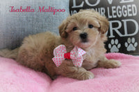 Isabella Female Maltipoo $1200