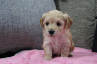 Maltipoo