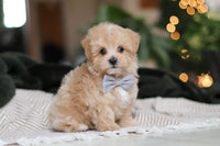 Maltipoo