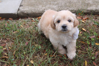 Maltipoo