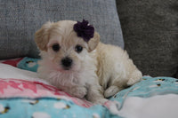 Maltipoo