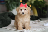 Maltipoo