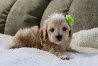 Maltipoo