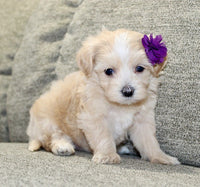 Maltipoo