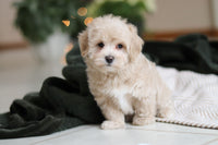 Maltipoo
