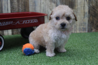 Maltipoo