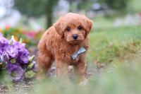 Maltipoo