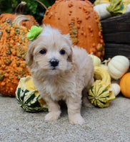Maltipoo