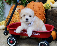 Maltipoo