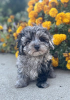 Maltipoo