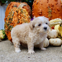 Maltipoo
