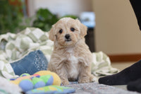 Maltipoo